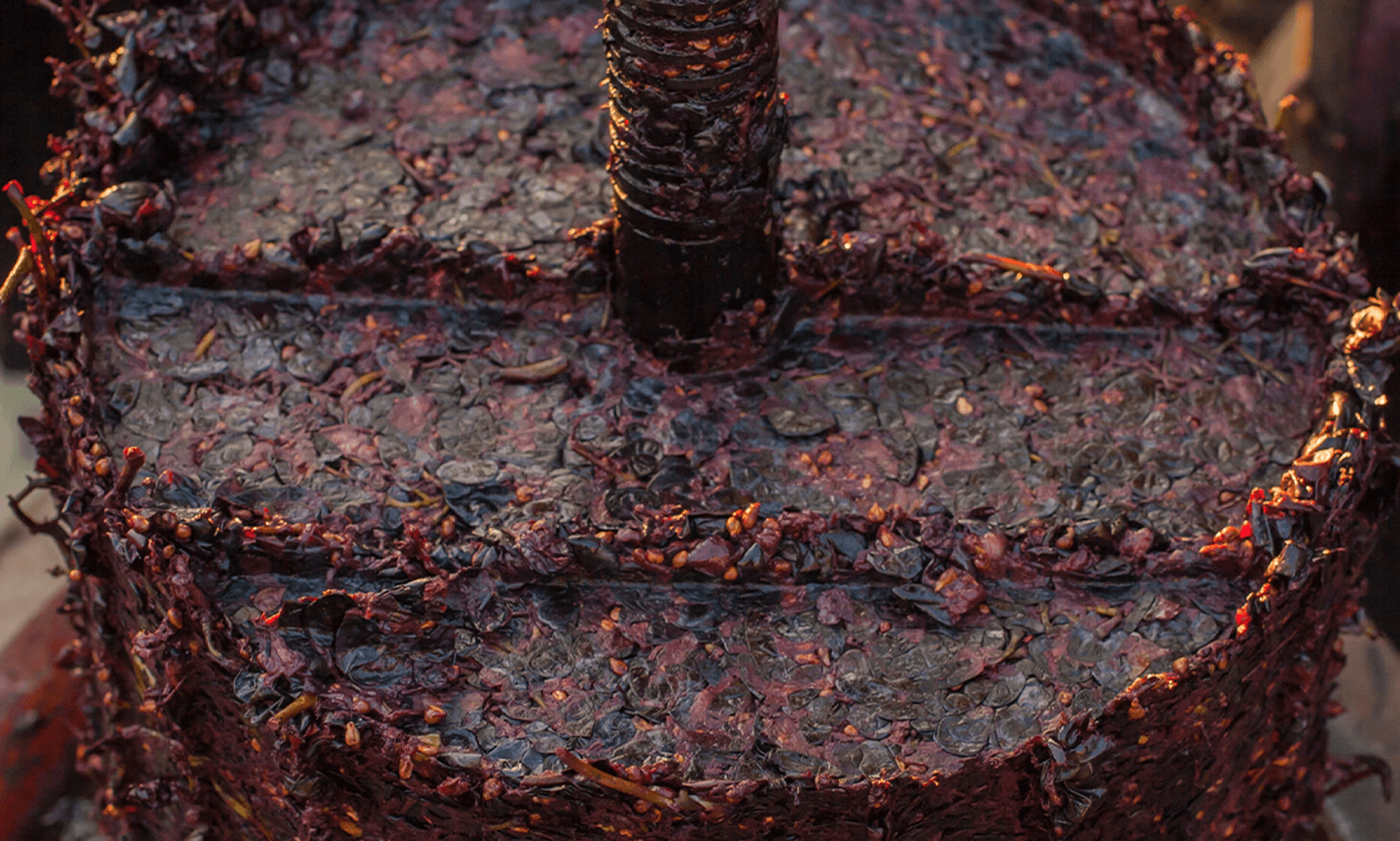 Gorilla Leisure Lodge